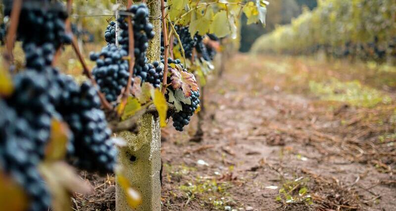 divinos viñedo garnacha