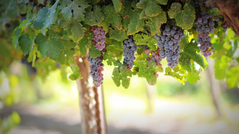 Castilla Leon vineyard grapes